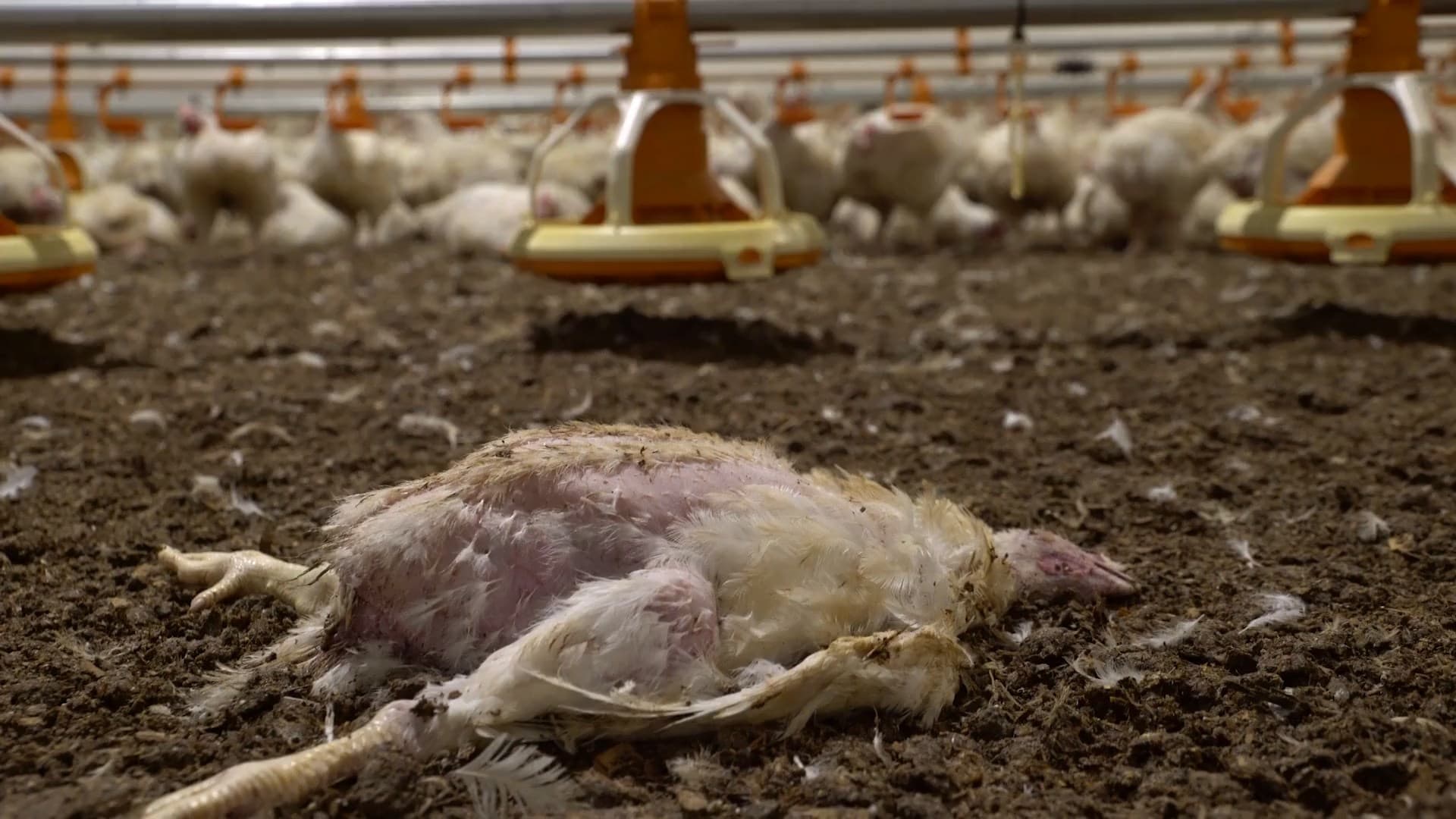 Кадр 2 з Домініон