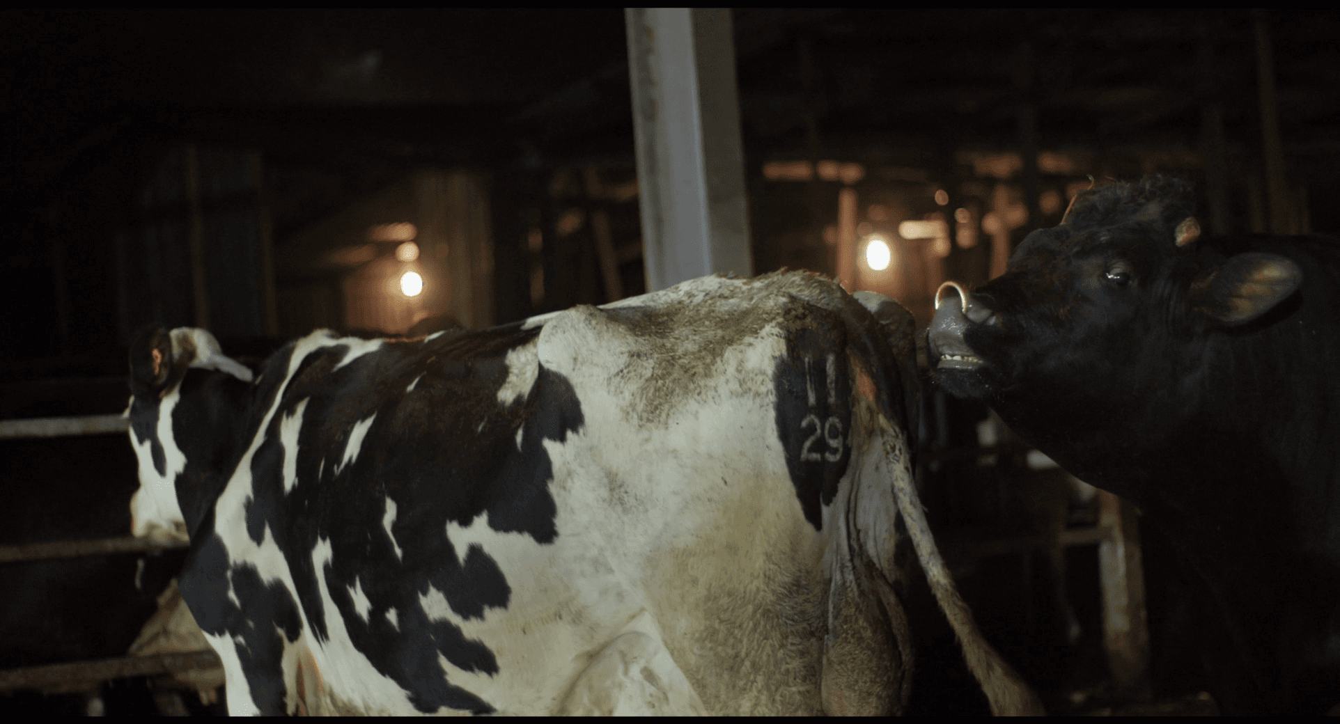 Кадр 1 з Корова