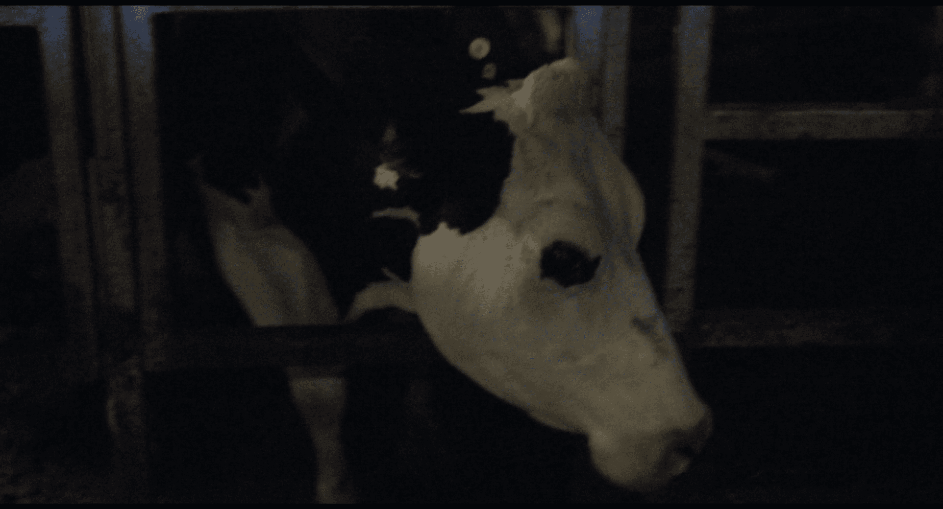 Кадр 2 з Корова