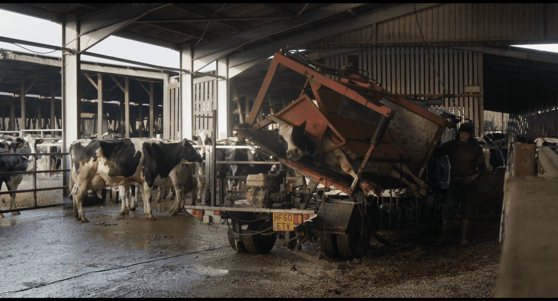 Кадр 3 з Корова