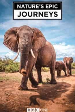 Найбільші в світі міграції / Найбільші міграції в природі 1 сезон